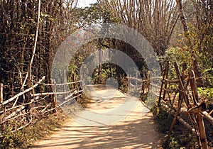 Bamboo Pathway through Kuruva Island