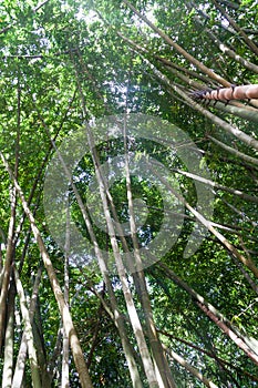 Bamboo in Peradeniya Royal Botanical Gardens near Kandy, Sri Lan
