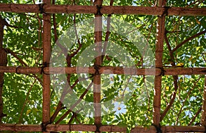 Bamboo pergola trellis supporting the liana tree. Japan