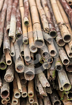 Bamboo pile
