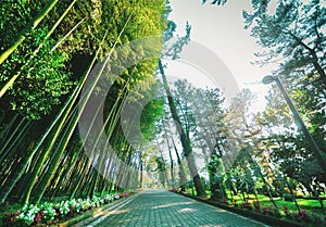 bamboo- pine urban garden- park alley, perspective view