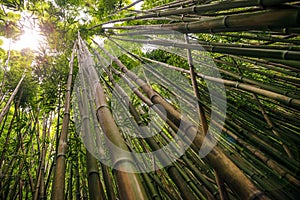 Bamboo on Pipiwai trail in Haleakala National Park, Hawaii