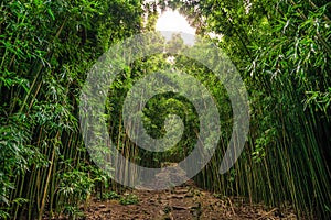 Bamboo on Pipiwai trail in Haleakala National Park, Hawaii