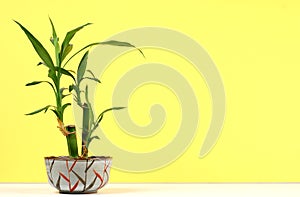 Bamboo Plant photo