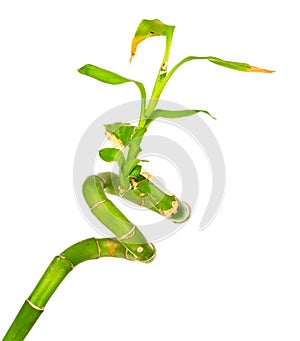 Bamboo plant