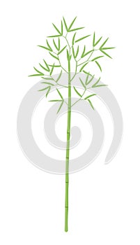 Bamboo plant. Bamboos or bambusa one tree. Bambos green leaves and stalk. Flat vector color Illustration