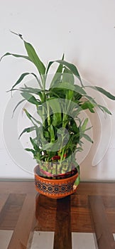 Bamboo plant in a brown ceramic as table decor
