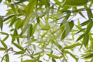 Bambú planta 
