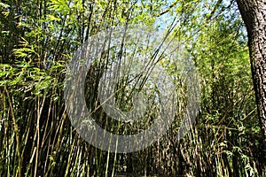 Bamboo plant forest in the botanical Garden of Lisbon