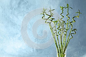 Bamboo plant in glass vase on color background