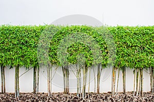 Bamboo plant and green grass wall background