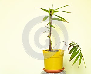 Bamboo plant growing indoor. How to grow bamboo concept photo