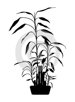 Bamboo plant - lucky bamboo plant - branches back silhouette isolated