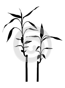 Bamboo plant - lucky bamboo plant - branches back silhouette isolated