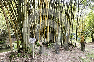 Bamboo plants in the Bamboo Playhouse, Perdana Botanical Gardens, Malaysia