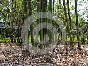Bamboo plants (Bambusa vulgaris) in the garden with green leaves for natural wallpaper