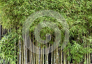 Bamboo plants (Bambusa vulgaris) with green leaves for natural wallpaper