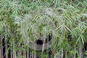 Bamboo plants (Bambusa vulgaris) with green leaves for natural wallpaper