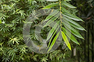 Bamboo plants (Bambusa vulgaris) with green leaves for natural wallpaper
