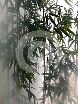 Bamboo plants behind frosted glass, creating a soft and serene silhouette effect. Natural greenery with a touch of