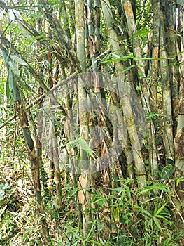Bamboo plants at the forest