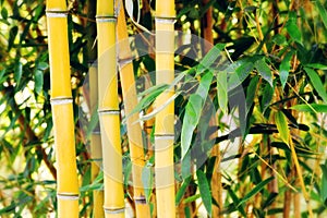 Bamboo plants