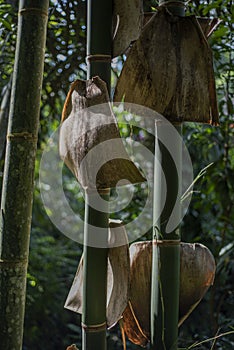 Bamboo plants with leaves