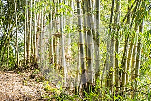 Bamboo Plants in Mindo Ecuador 2