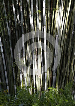 Bamboo Plants  Plants  Nature Background