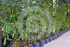 Bamboo Plants in Pots