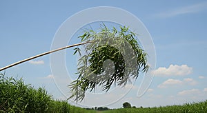 Bamboo Pole Field Under Blue Sky