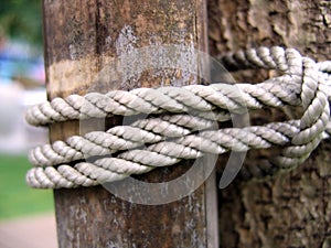 Bamboo Pole tied to a Tree