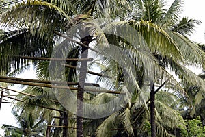 Bamboo poles scaffolding tied high up the coconut trees that connect all trees in one loop where toddy tapper bridges to collect s