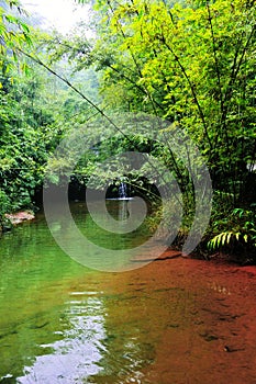 Bamboo pond