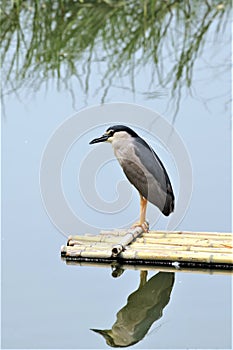 On a bamboo raft, night heron is ready for fishing.