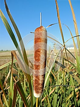 Bamboo reeds in the region of low growing plant