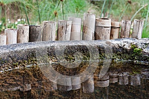 Bamboo Reflected Botanical Gardens Sao Paulo Brazi