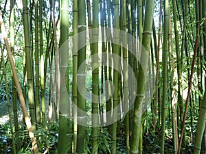 Bamboo on the riverbank