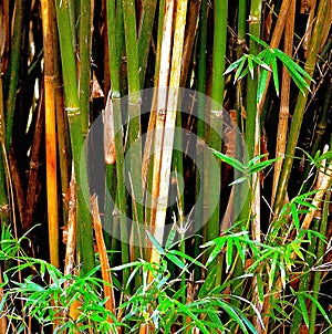 Bamboo Rods With Leaves In A Forest