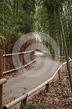 Bamboo`s path, a quiet and peaceful place to visit photo