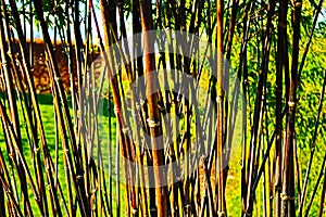 Bamboo Screen Background