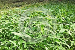 Bamboo seedlings. Bambusa sp