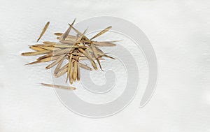 Bamboo seeds in a napkin ready for sowing photo