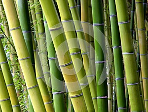 Bamboo Shades photo