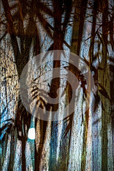 Bamboo shadow abstract on the frosted glass in the raining peroid at the night with spotlight from outside. This image  look fresh