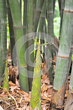 Bamboo shoo