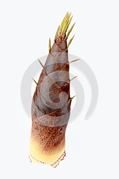 Bamboo shoot