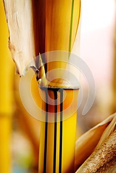 Bamboo shoot