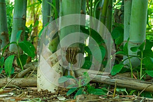 Bamboo shoot, Bamboo sprout