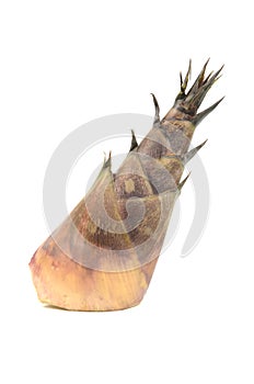 Bamboo shoot isolated